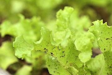 lettuce field