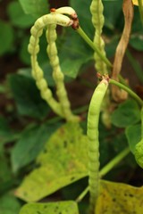 plant long bean farm
