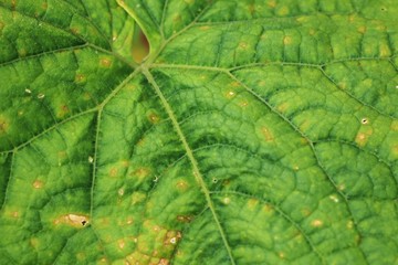 Pumpkin leaves