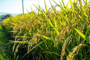 The Green Rice Field bfore Cropping Hastushimo in Gifu, Japan