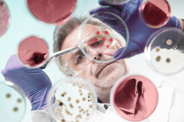 Focused senior life science professional grafting bacteria in the pettri dishes. Lens focus on researchers pace. Through the glass view. © kasto