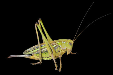 Doe of grasshopper 4
