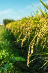 The Green Rice Field bfore Cropping Hastushimo in Gifu, Japan