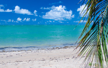 Fototapeta na wymiar Bright scenic view of holiday paradise: northeast beach of Brazil, Alagoas state.