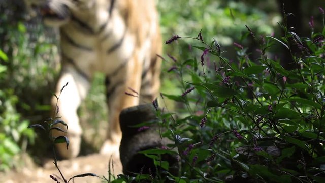 Defocused Bengal Tiger walks towards camera in jungle