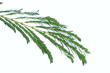 Close up wither green Leucaena  leaves on white background.
