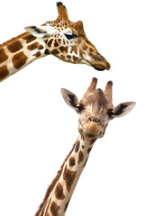 Giraffes portrait on white background