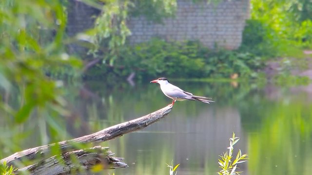 Sterna hirundo. The river tern sits on a dry branch on the water