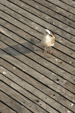 seagulls standing on a pier in the port of Barcelona, Spian