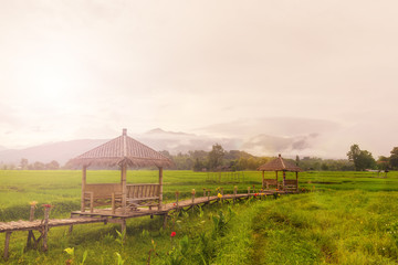 Terraced rice on Mountain, Nan Province, Northern of Thailand