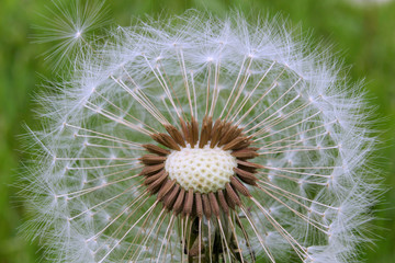 Delicate dandelion seed head with seeds exposed on a green background