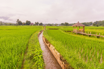 Fototapeta na wymiar Terraced rice on Mountain, Nan Province, Northern of Thailand