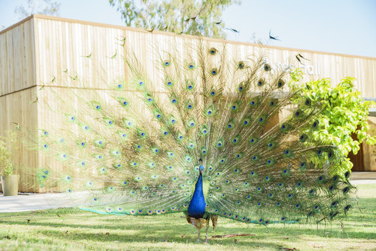 Fototapeta Beautiful peacock displaying his beautiful fan
