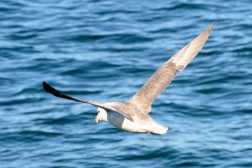 Seagull, Faxa Bay, Iceland