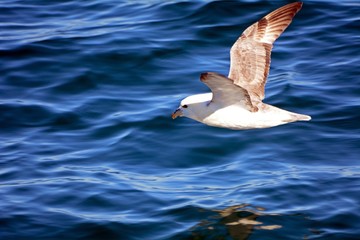 Seagull, Faxa Bay, Iceland