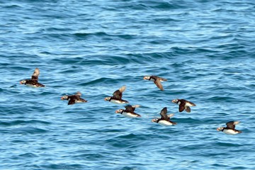 Atlantic puffins, Faxa Bay, Iceland