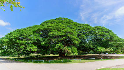The Hundred Years Giant Samanea or Albizia saman in Kanchanaburi, Thailand