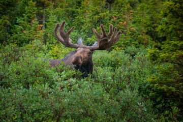 Moose close-up near long lake trail Colorado