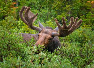 Moose in the bushes, near long lake trail Colorado close-up