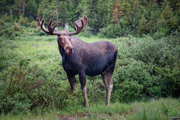 Moose in the rain,near long lake trail Colorado 
