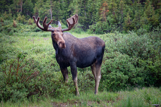 Fototapeta Moose in the rain,near long lake trail Colorado 