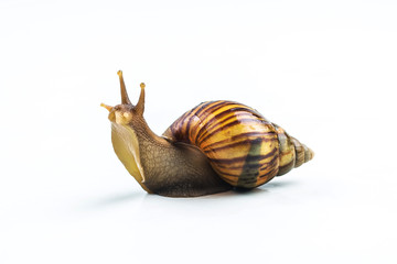 snails on white background