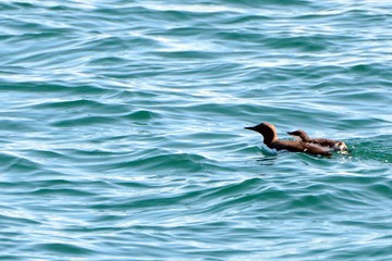 Guillemots, Faxa Bay, Iceland