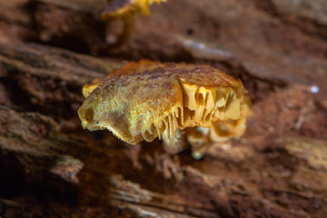 Mushrooms are born when after rain or in a moist place.
