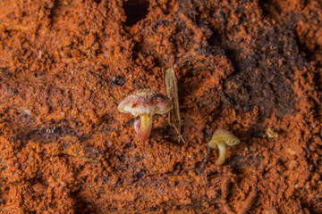 Mushrooms are born when after rain or in a moist place.