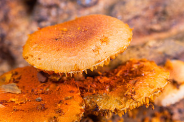 Mushrooms are born when after rain or in a moist place.