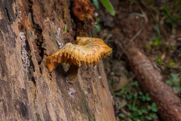 Mushrooms are born when after rain or in a moist place.
