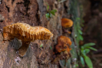 Mushrooms are born when after rain or in a moist place.