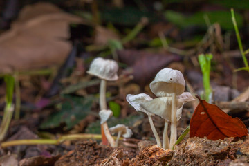 Mushrooms are born when after rain or in a moist place.