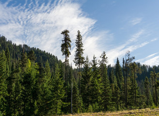 Background Coniferous forest with blue sky and clouds in British Columbia Canada.