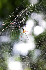 close up of tropical spider on cobweb with beautiful bokeh background.