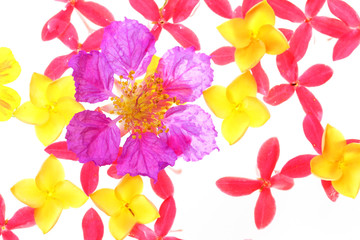 close up of colorful flower on white background.