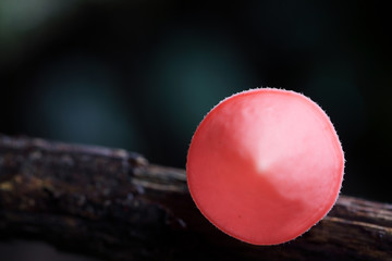 close up on top view of pink champagne mushroom background.