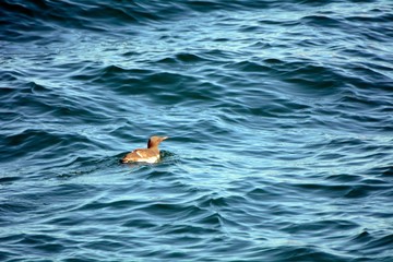 Guillemot, Faxa Bay, Iceland