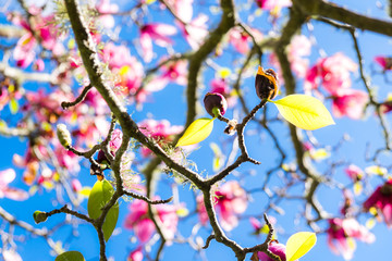 Green spring leaves on deciduous magnolia tree with pink flowers against blue sky