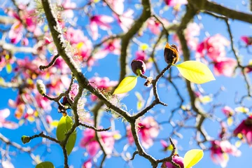 Photo sur Aluminium brossé Magnolia Green spring leaves on deciduous magnolia tree with pink flowers against blue sky