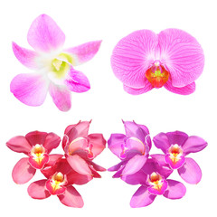 Beautiful  orchid flower isolate on white background