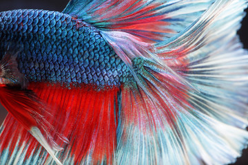Fototapeta premium close up of Betta Siamese fighting fish