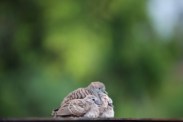 A lovely family of Zebra Dove o