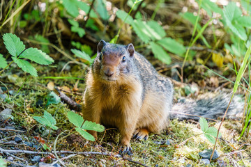 Naklejka na ściany i meble european suslik gopher or ground squirrel in the wilderness outside.