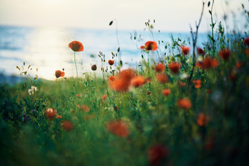Fototapeta na wymiar Poppies, field, sea, summer, nature, flowers, sun, sunset