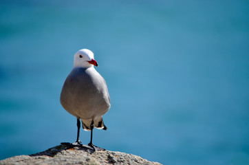 Seabird close up with blue water in the background