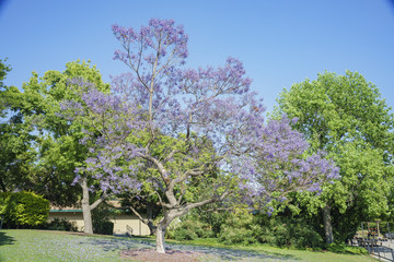 Beautiful Jacaranda Trees blossom