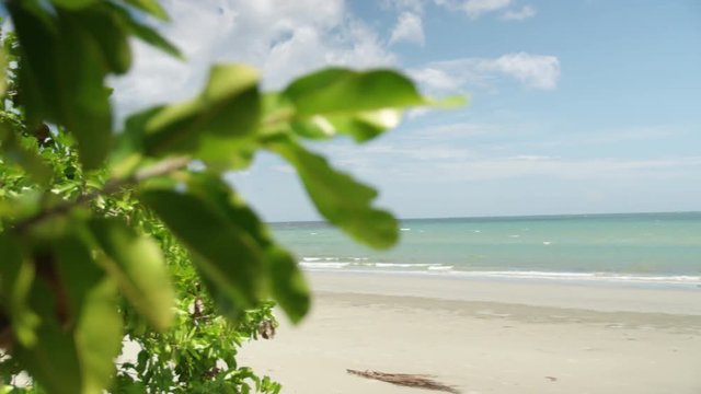 A panning shot to the right to show shore then refocus back to the leaf