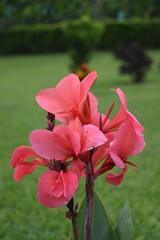 Flor rosa en Armenia