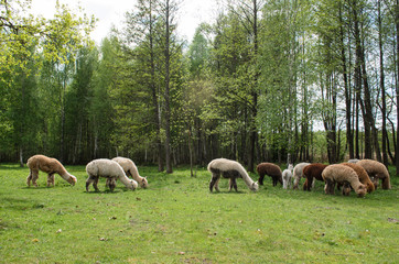 Alpacas family with small baby pastures on green grass by the lake near forest at summertime